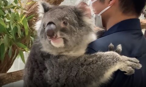 抱っこされて左側向くコアラ