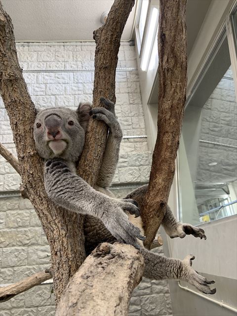 木にハマるコアラ
