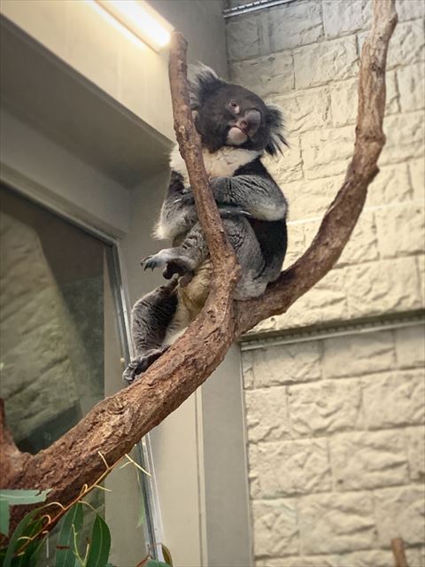木の上でポーズとるコアラ