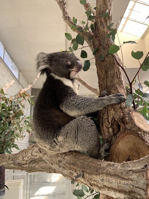 木につかまって眠そうなコアラ