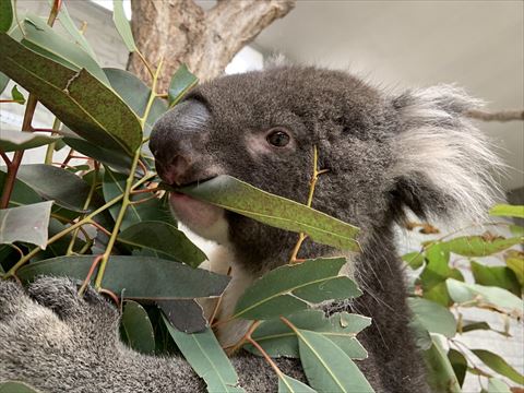 葉っぱ食べるコアラ