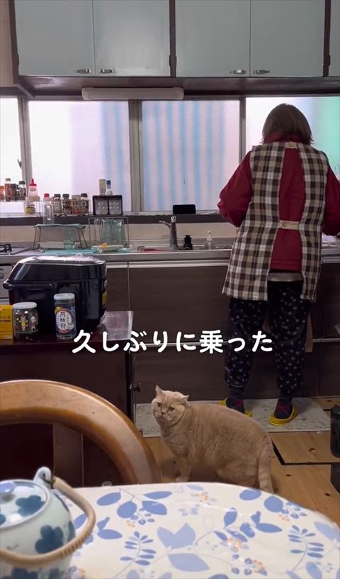 ブリティッシュショート