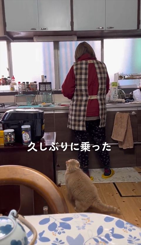 後ろからお母さんを見る猫ちゃん