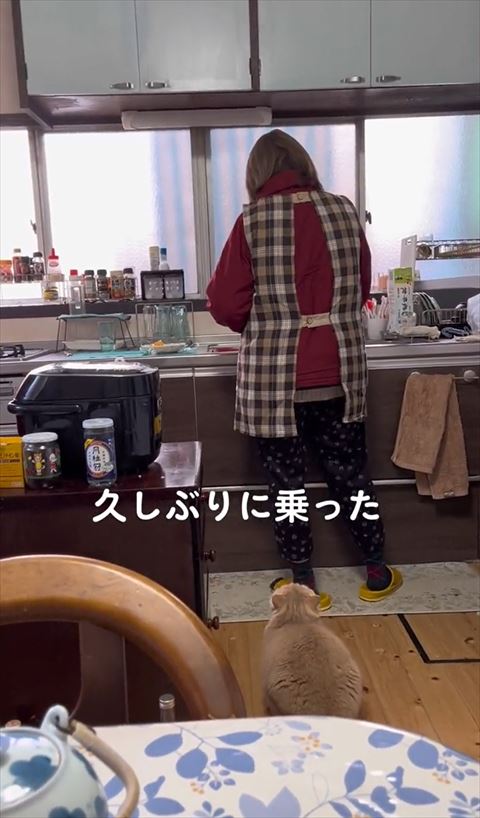 お母さんの後ろでしゃがんで縮まる猫