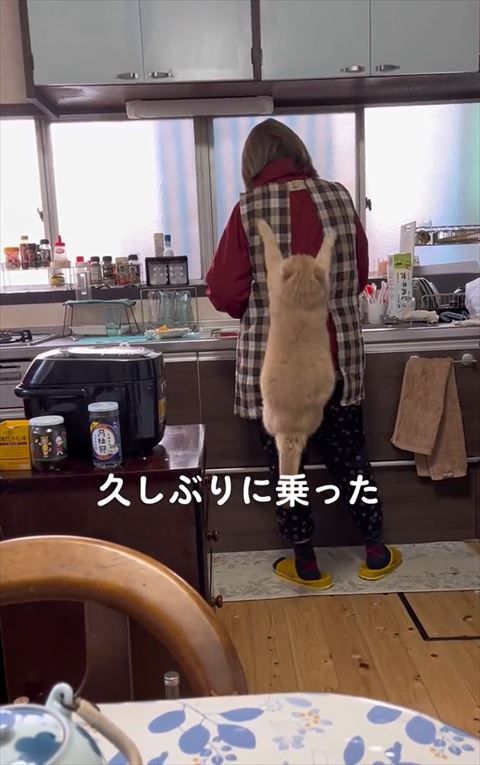 お母さんの背中でダイノジ猫
