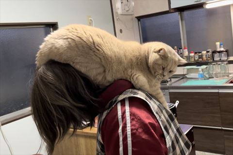 お母さんの頭にお尻のせる猫