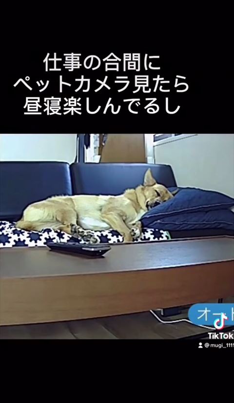 ペットカメラ見たらテロップ