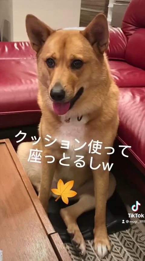 クッション使って座るワンコ