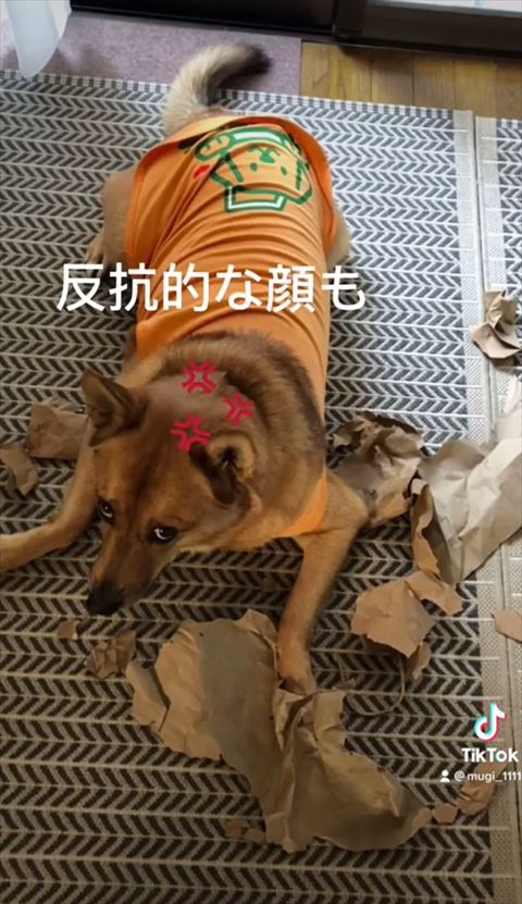 反抗的な顔テロップ