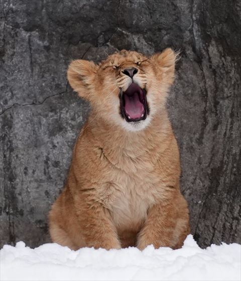 あくびする子ライオン