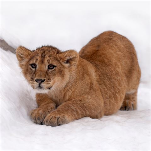 前足そろえて隠れる子ライオン