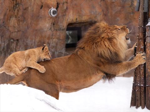 パパのお尻か子ライオン