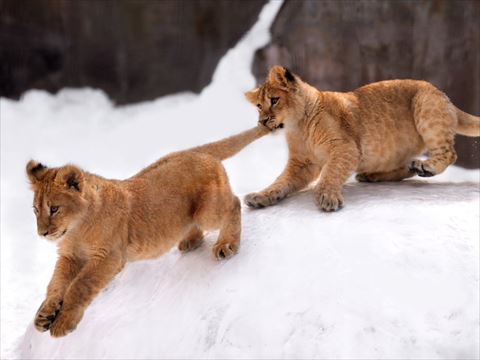 しっぽを噛む子ライオン