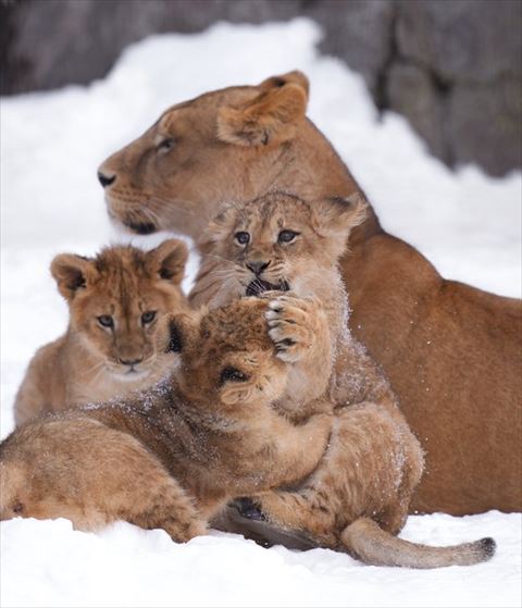じゃれる子ライオン3匹と母ライオン