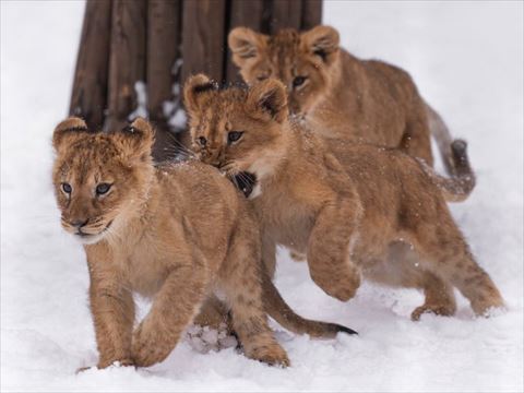 走る子ライオン3匹