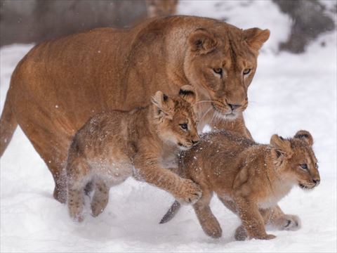 走る子ライオン2匹と母ライオン