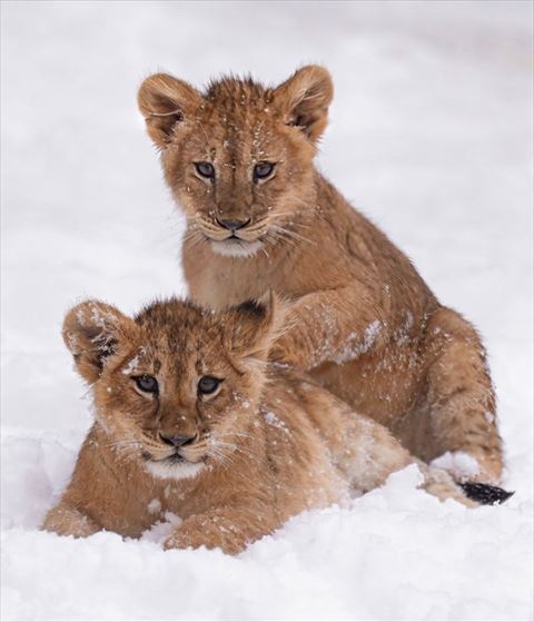 雪がついた子ライオン2匹