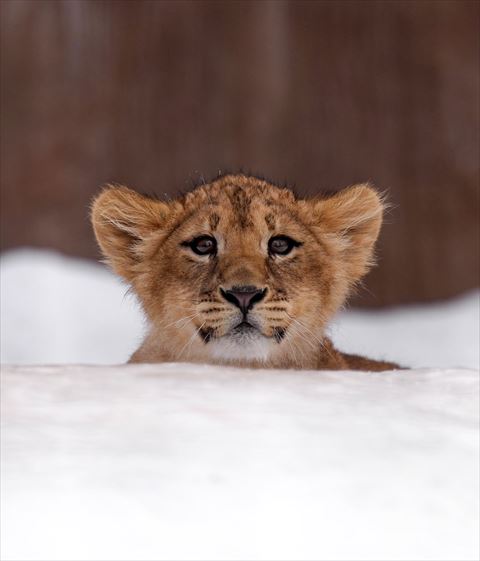 ひょっこり顔出す子ライオン