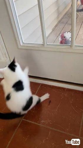 猫とおんどり