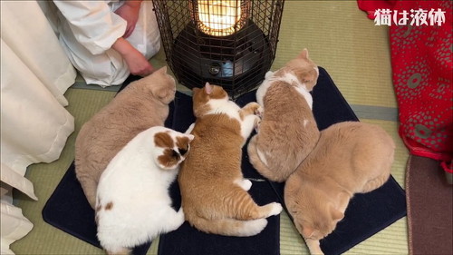 猫