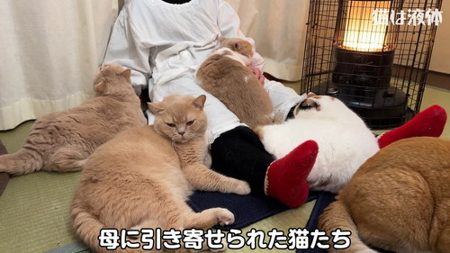 猫