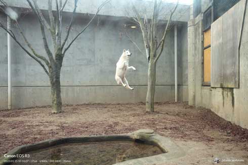 秋田市 大森山動物園 UFOに連れていかれる ホッキョク オオカミ アブダクション