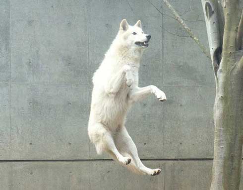 秋田市 大森山動物園 UFOに連れていかれる ホッキョク オオカミ アブダクション