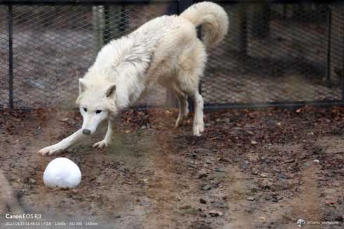 秋田市 大森山動物園 ホッキョクオオカミ