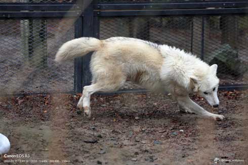 秋田市 大森山動物園 ホッキョクオオカミ