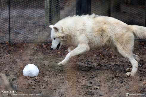 秋田市 大森山動物園 ホッキョクオオカミ
