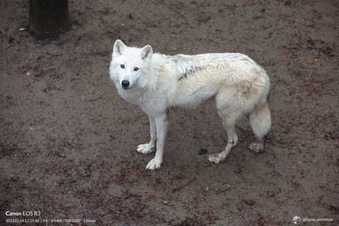 秋田市 大森山動物園 ホッキョクオオカミ