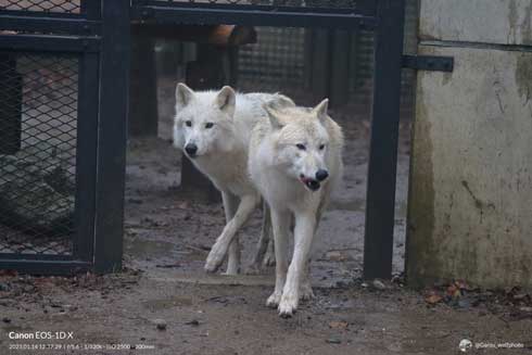 秋田市 大森山動物園 ホッキョクオオカミ