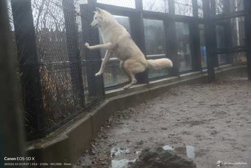 秋田市 大森山動物園 ホッキョクオオカミ