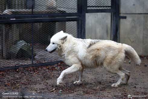 秋田市 大森山動物園 ホッキョクオオカミ