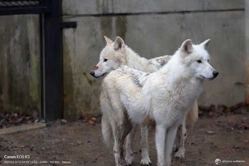 秋田市 大森山動物園 ホッキョクオオカミ
