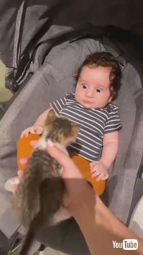 「When Your Baby Falls In Love With Your Eight Rescue Cats | The Dodo」