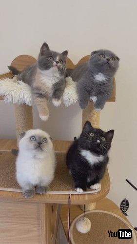 「Kittens Watch in Unison || ViralHog」