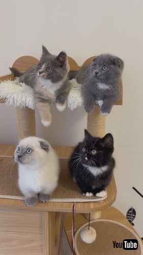 「Kittens Watch in Unison || ViralHog」