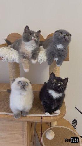 「Kittens Watch in Unison || ViralHog」