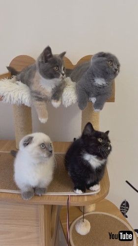 「Kittens Watch in Unison || ViralHog」