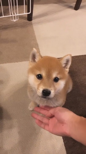 お手というパパと柴犬