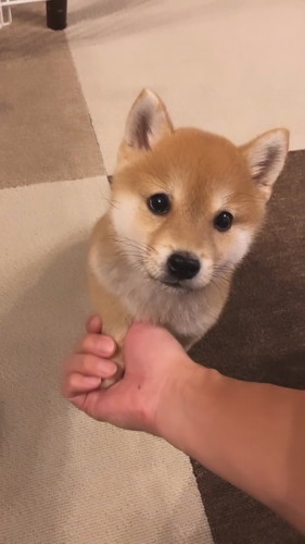 前足を握るパパ