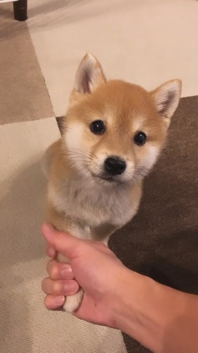 前足をにぎるパパ