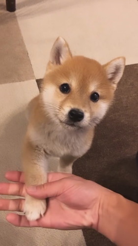 お手を教えるパパと柴犬