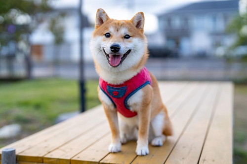 ニコニコぽん吉くん