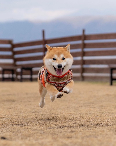 楽しそうなぽん吉くん