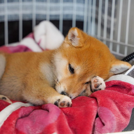 寝起きのぽん吉くん