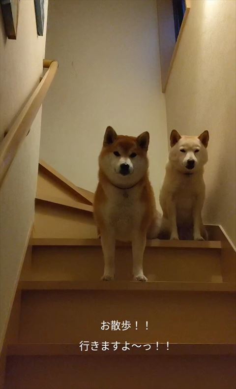 お座りして階段から見下ろすワンコたち