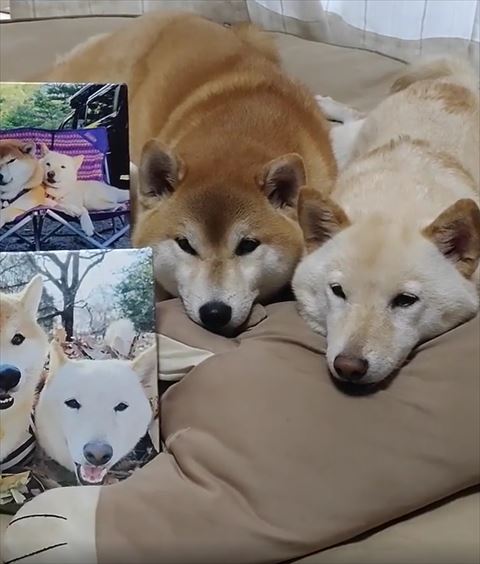 伏せのように寝る2匹