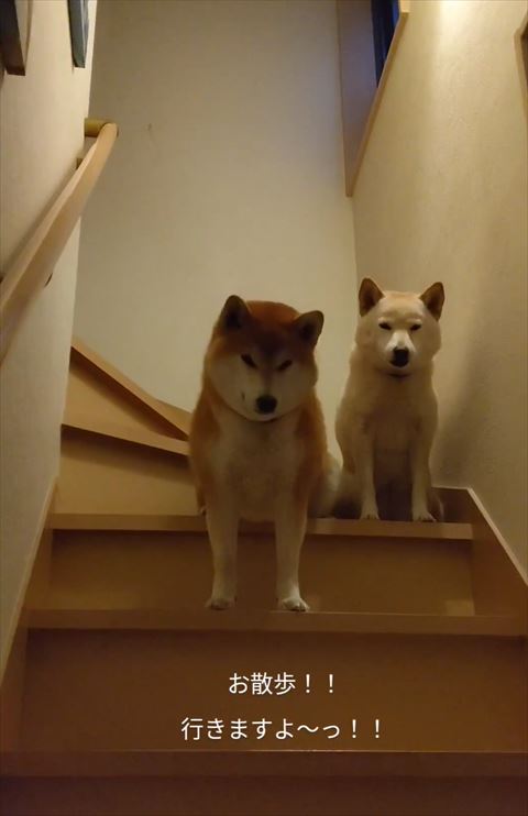 左のワンコ階段でうつむく